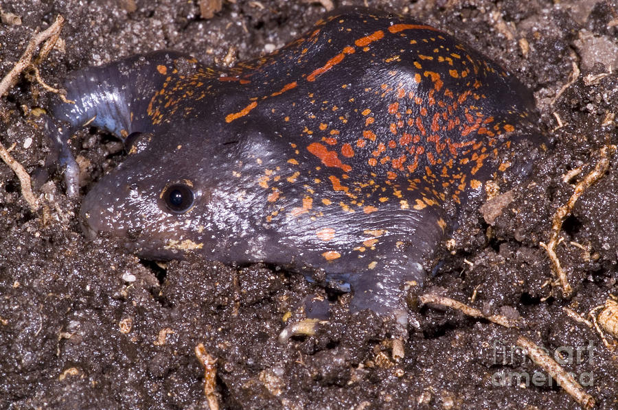 Mexican Burrowing Toad #3 Photograph by Dante Fenolio