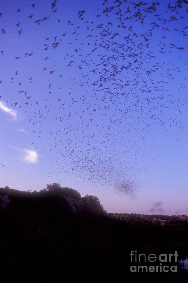 Mexican Freetail Bats #3 Photograph by Dante Fenolio