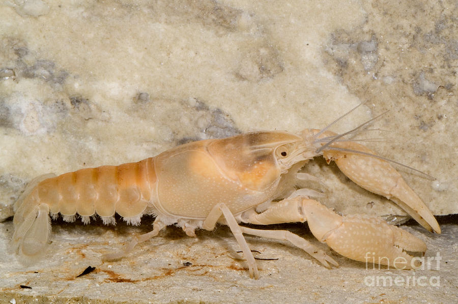 Miami Cave Crayfish #3 Photograph by Dante Fenolio