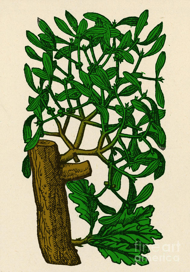 Mistletoe, Alchemy Plant #3 Photograph by Science Source