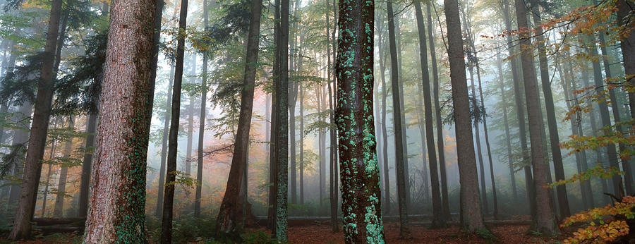 Misty autumn forest #3 Photograph by Ulrich Kunst And Bettina Scheidulin