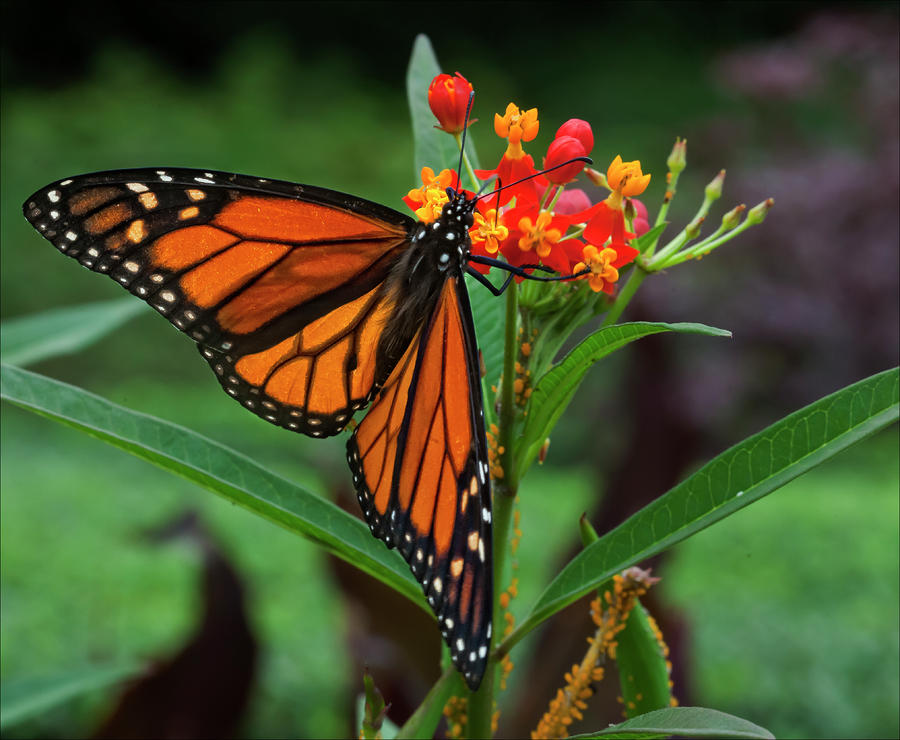 Monarch Butterfly #3 Photograph by Robert Ullmann