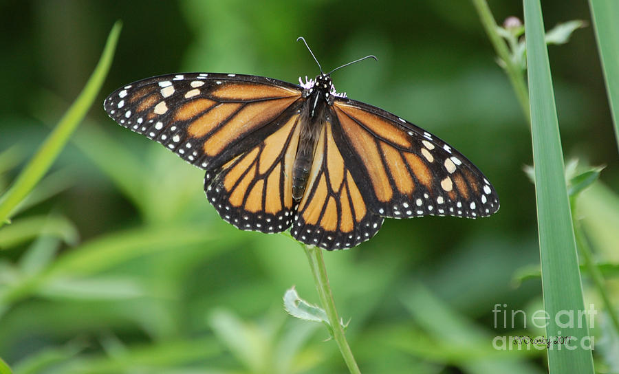 Monarch Butterfly #3 Photograph by Susan Stevens Crosby