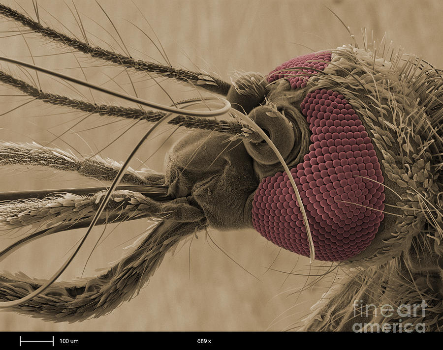 Mosquitos Head, Sem #3  by Ted Kinsman