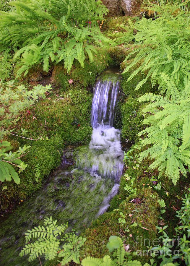 Waterfall Photograph - Mossy Waterfall #3 by Carol Groenen