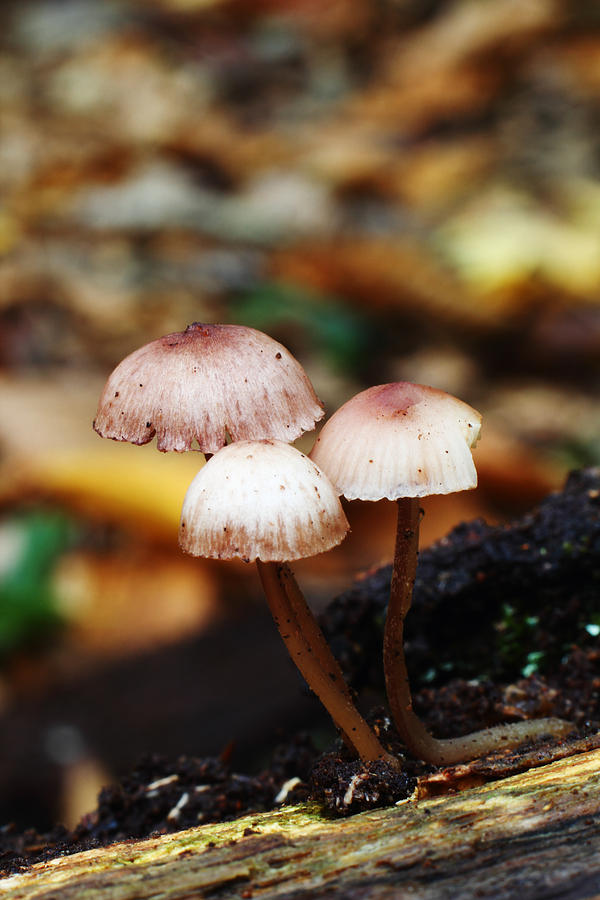 3 Mushrooms Mycena Haematopus Photograph by Andrew Pacheco