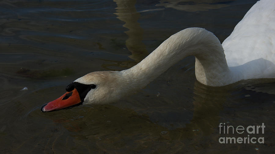 Mute Swan #3 Photograph by Mareko Marciniak