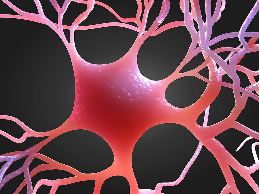 Illustration Photograph - Nerve Cell, Artwork #3 by Sciepro