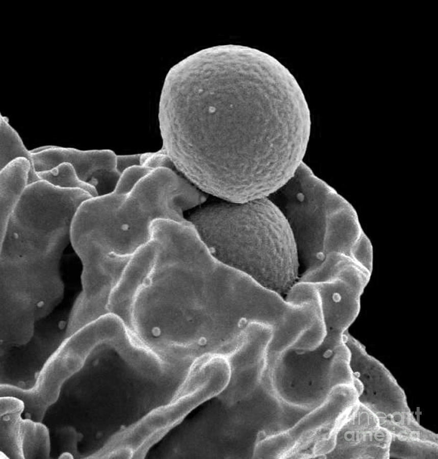 Neutrophil Ingesting Mrsa Bacteria, Sem #3 Photograph by Science Source