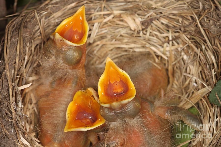 Newborn Robin Nestlings #3 Photograph by Ted Kinsman