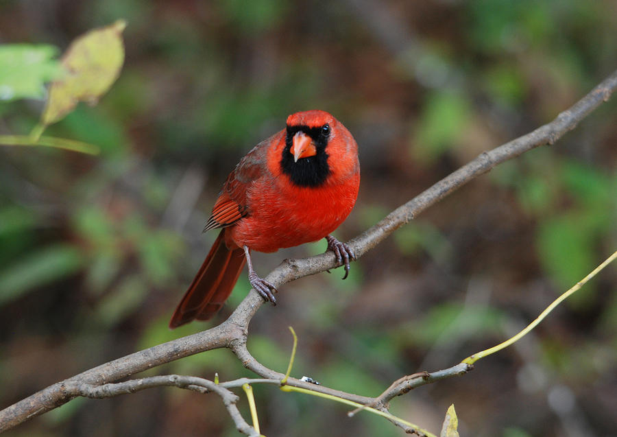 Northern Cardinal #3 Photograph by Perry Van Munster