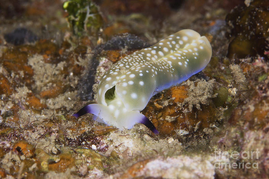 Nudibranch Feeding On Algae, Papua New #3 Photograph by Terry Moore