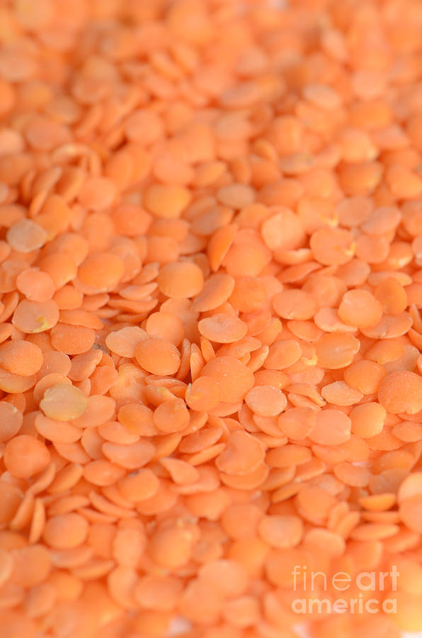 Orange Lentils #3 Photograph by Photo Researchers, Inc.