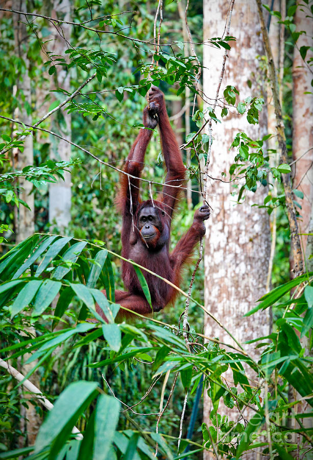 Orangutang In Rainforest #3 Photograph by Gualtiero Boffi