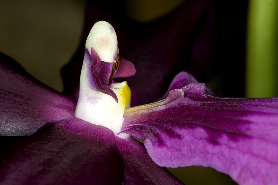 Orchid Flower Bloom #3 Photograph by C Ribet