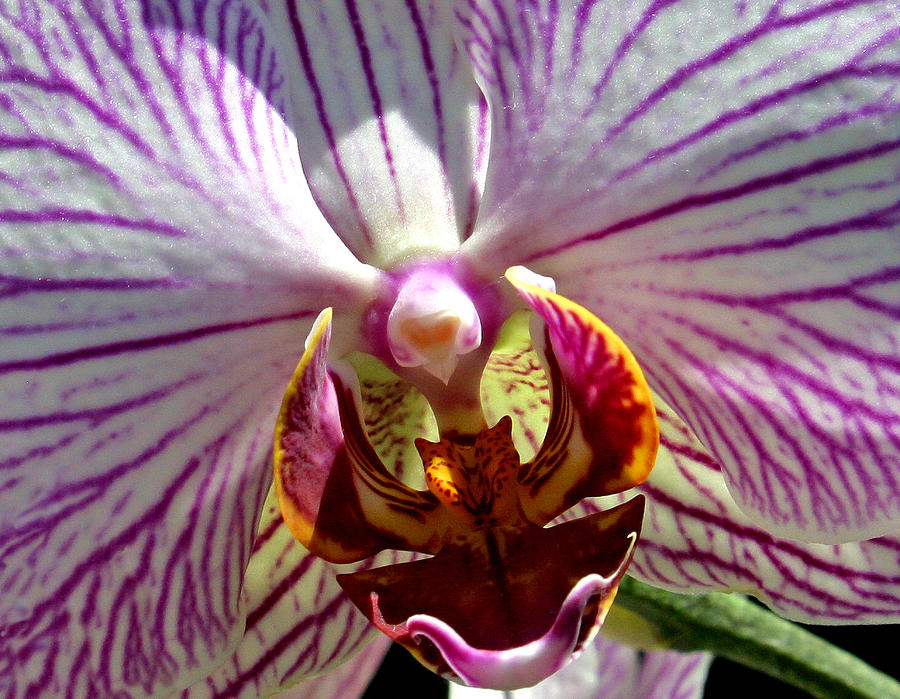 Orchid Flower #3 Photograph by C Ribet