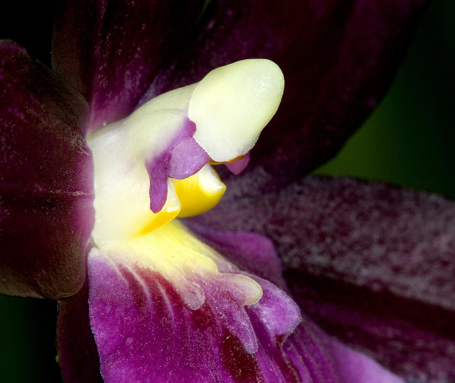 Orchid Photograph - Orchid Flowers of C Ribet #3 by C Ribet