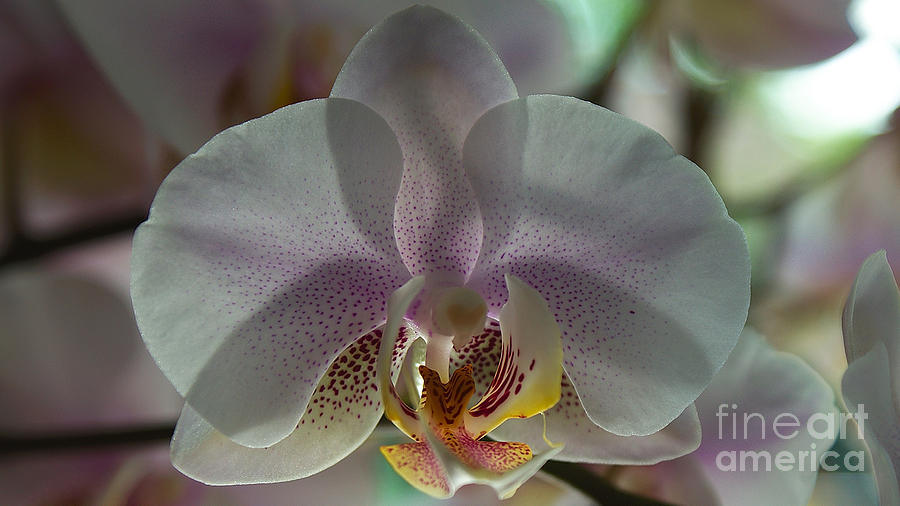 Orchid #3 Photograph by Mareko Marciniak