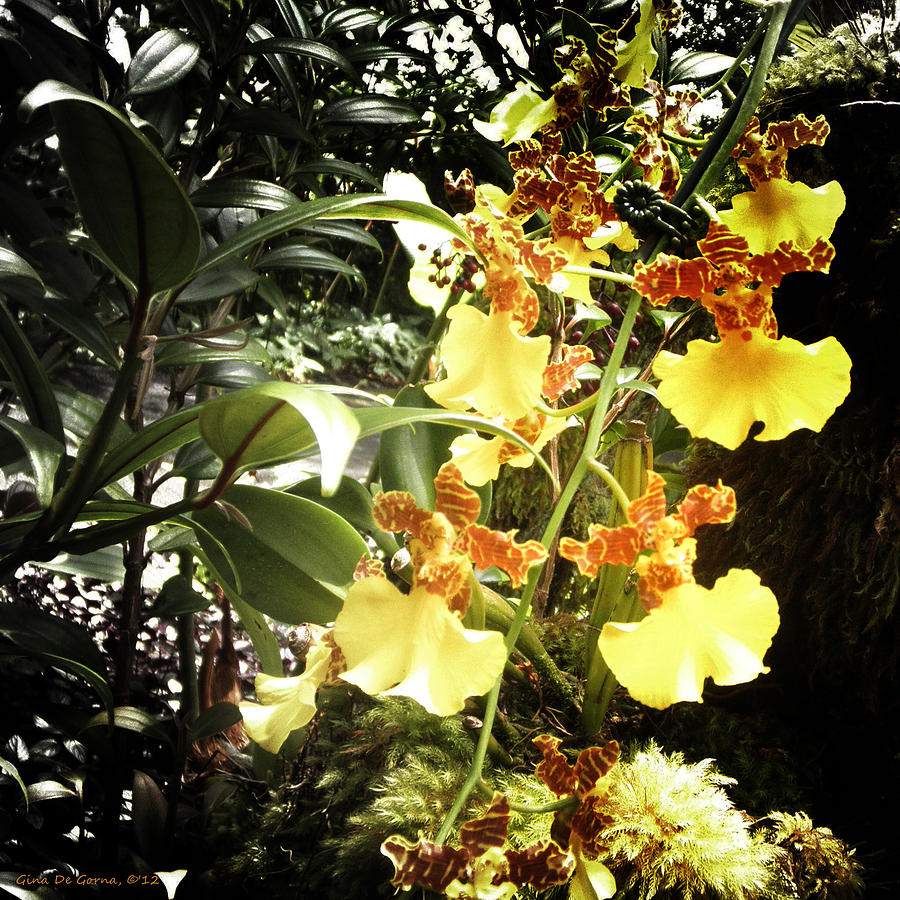 Orchids #3 Photograph by Gina De Gorna