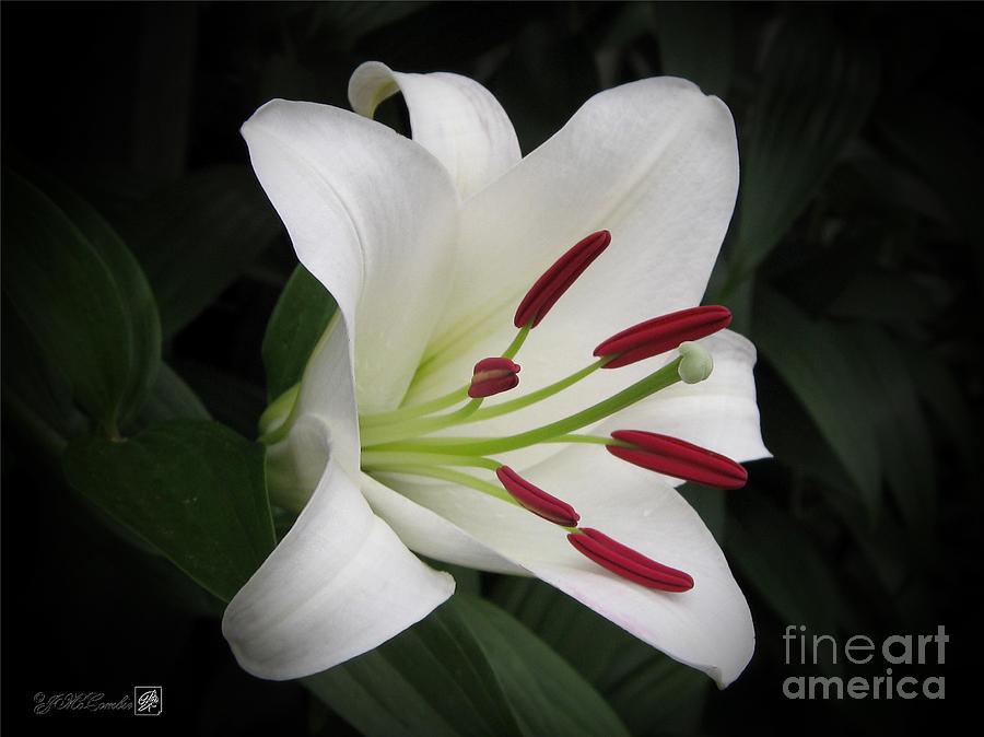 Oriental Lily named Casa Blanca #3 Photograph by J McCombie
