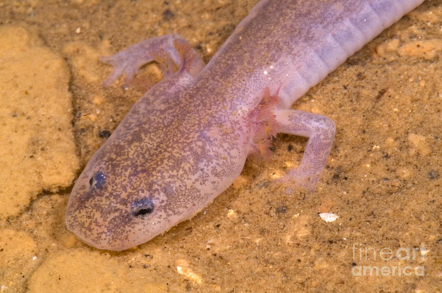 Wildlife Photograph - Ozark Blind Cave Salamander #3 by Dante Fenolio