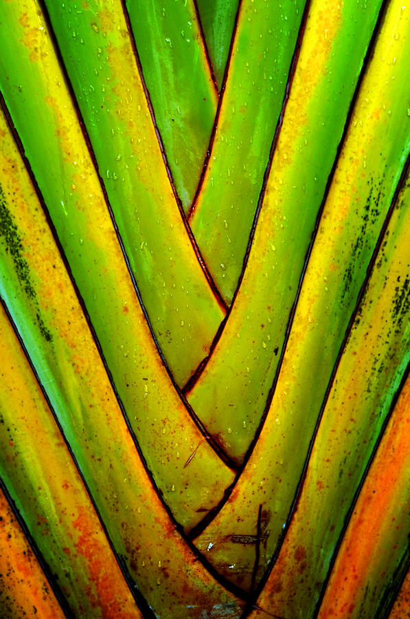 Palm Tree Photograph - Palm Leaves #3 by Frank DiGiovanni