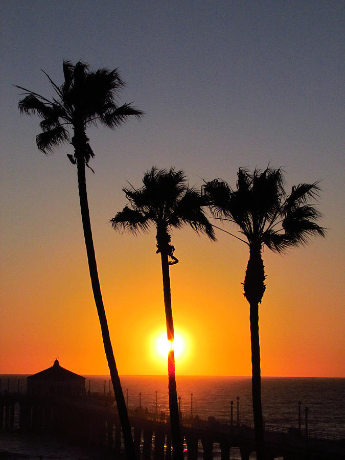 3 Palms Photograph by Andrea Arnold - Pixels