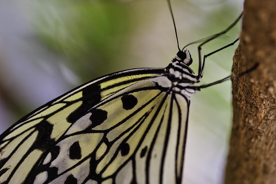 Paper Kite Butterfly #3 Photograph by Perla Copernik
