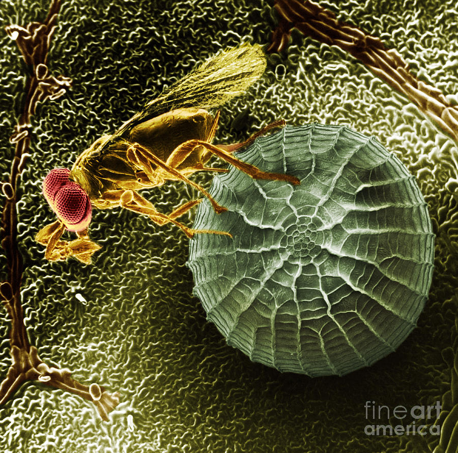 Parasitic Wasp With Egg #3 Photograph by Science Source