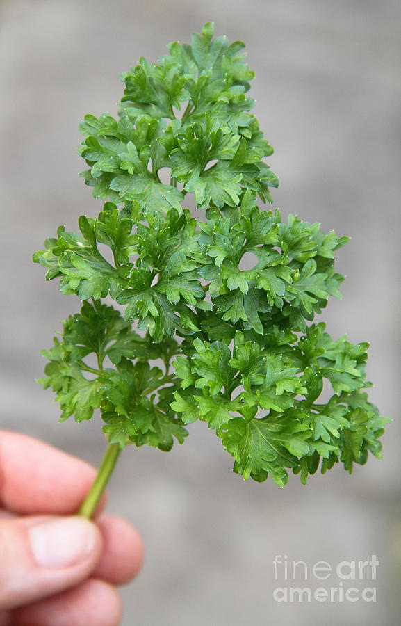 Parsley #3 Photograph by Photo Researchers, Inc.