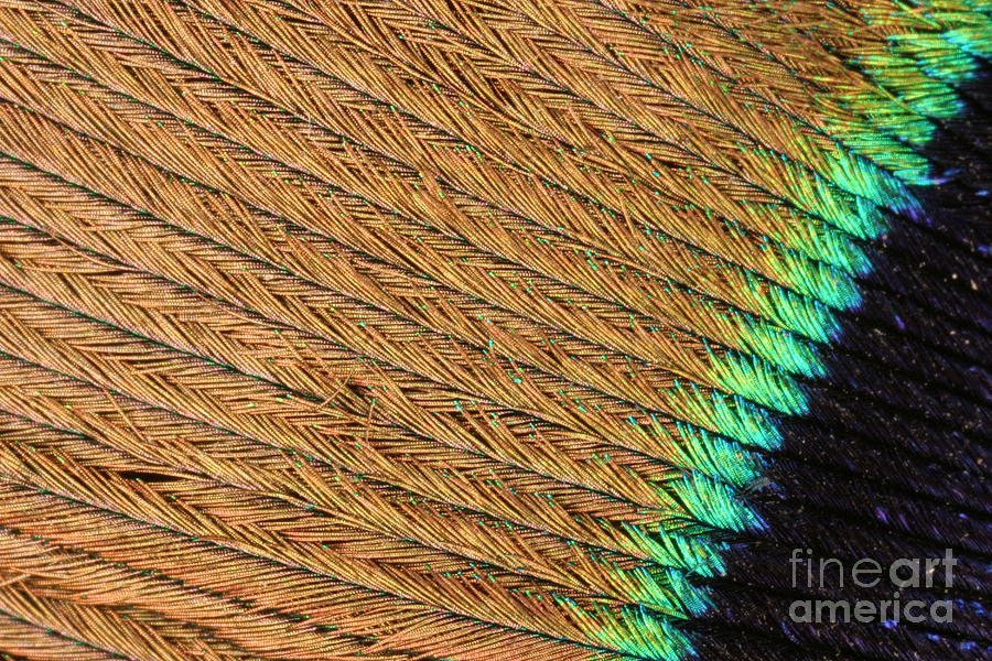 Feather Photograph - Peacock Feather #3 by Ted Kinsman