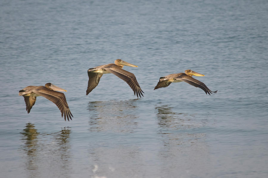 Pelicans flying over the ocean Photograph by Christine Kapler - Fine ...