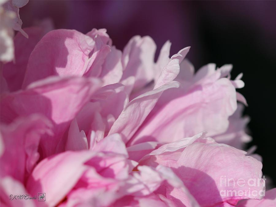 Shirley Temple Photograph - Peony named Shirley Temple #3 by J McCombie
