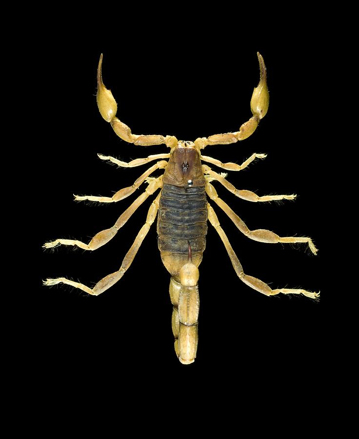 Peruvian Golden Scorpion Photograph By Lawrence Lawry Pixels