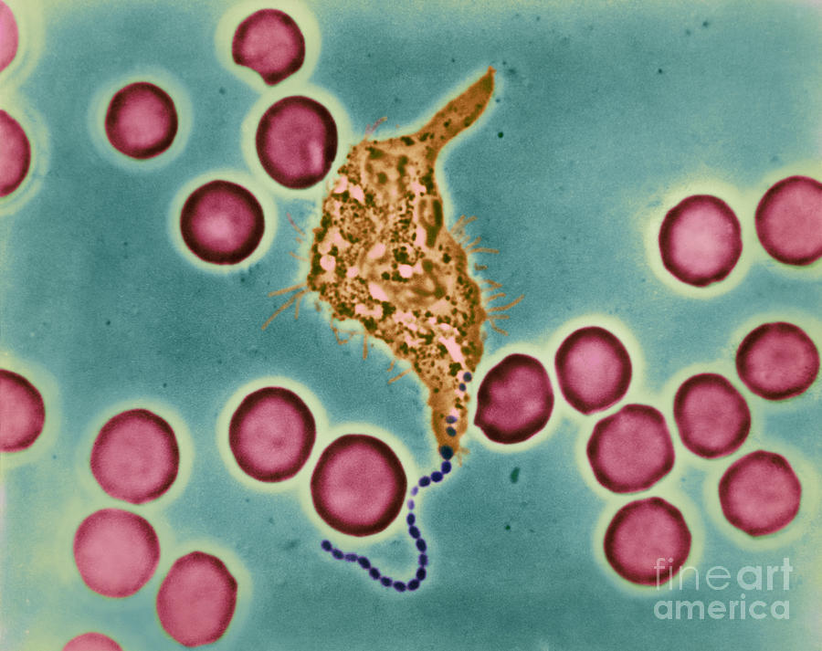 Biology Photograph - Phagocytosis #3 by Omikron