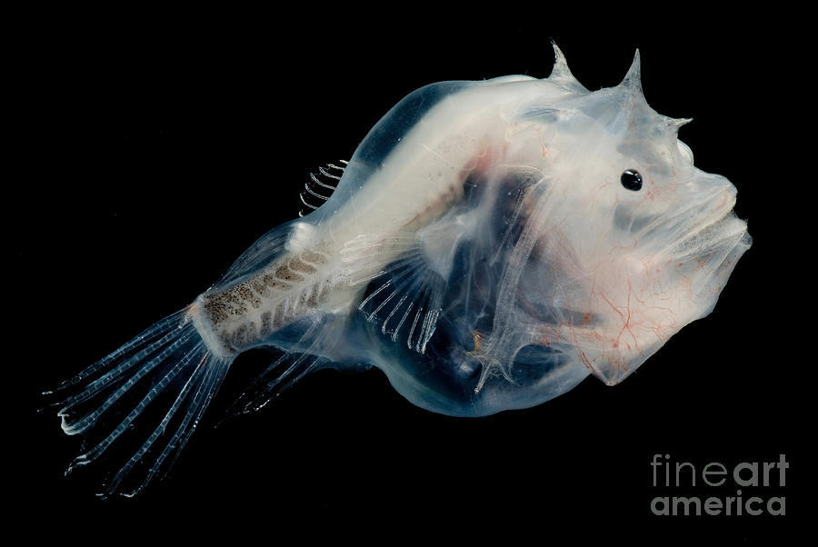 Phantom Anglerfish #1 Photograph by Dante Fenolio