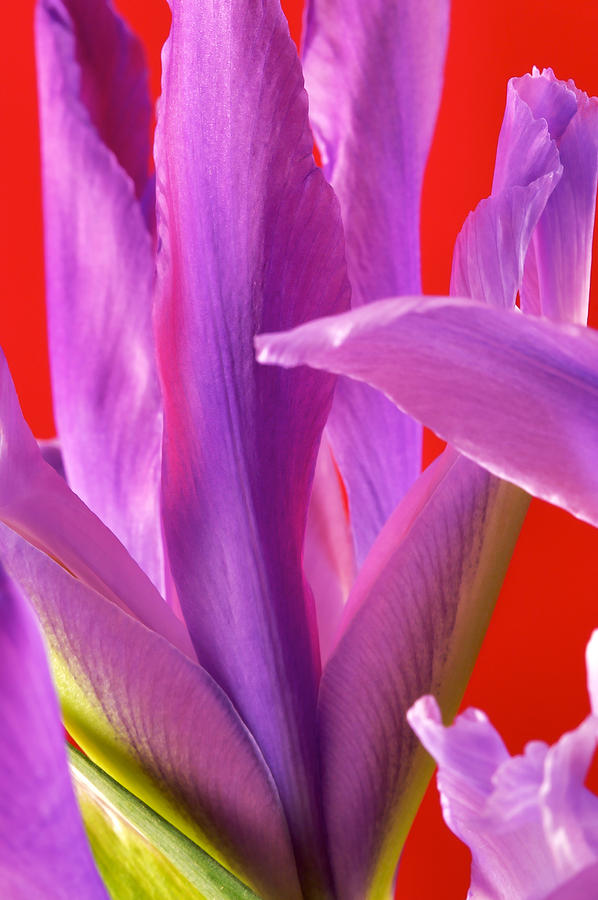 Photograph of a Dutch Iris #4 Photograph by Perla Copernik