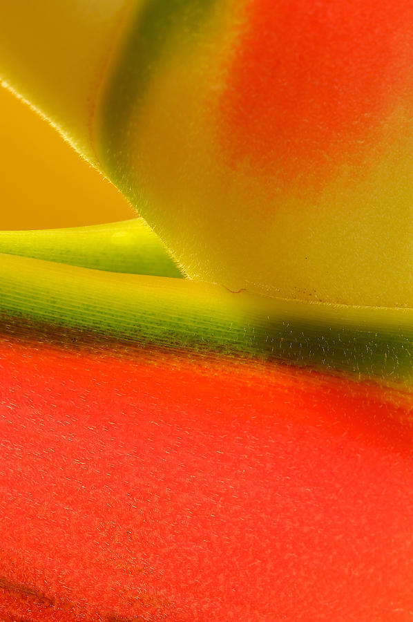 Photograph of a Lobster Claws Heliconia #4 Photograph by Perla Copernik