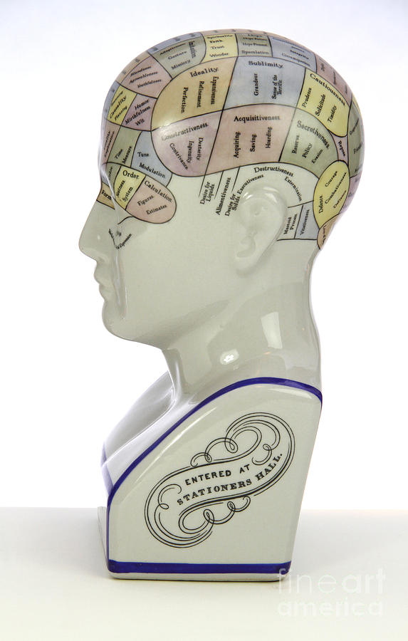Phrenological Model #3 Photograph by Photo Researchers, Inc.