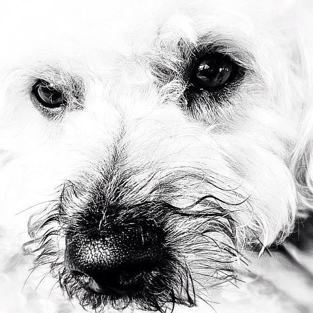 Dog Photograph - Pia #3 by Natasha Marco