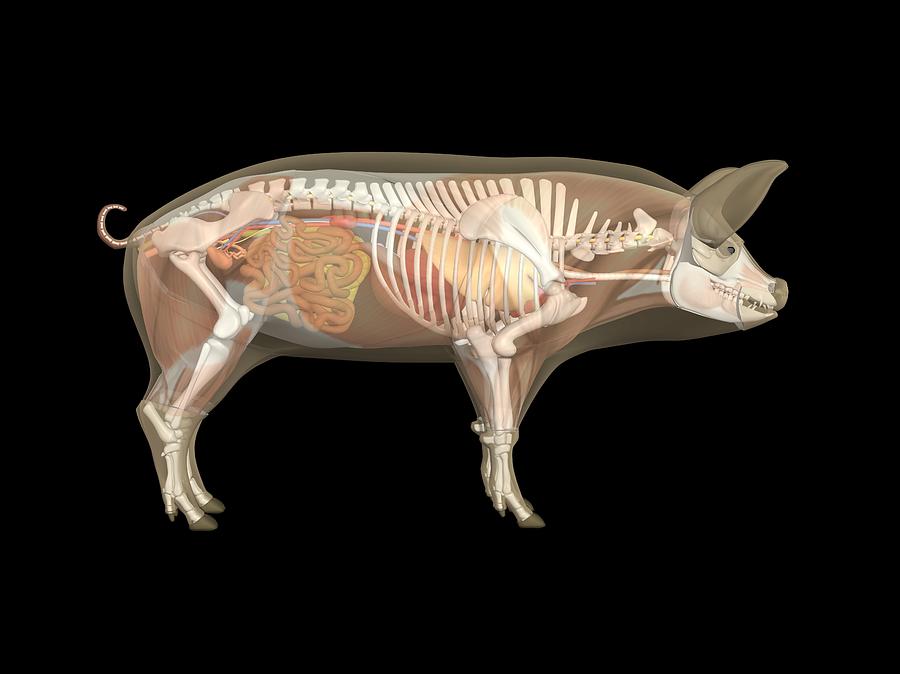 Pig Anatomy Artwork Photograph By Friedrich Saurer