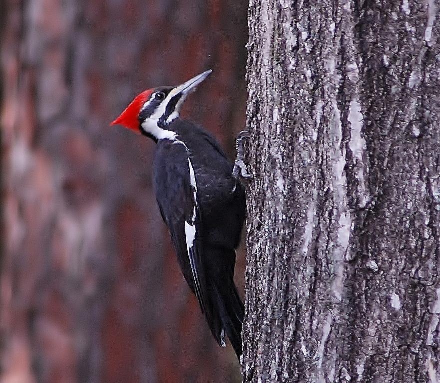 Pileated woodpecker #3 Photograph by David Campione