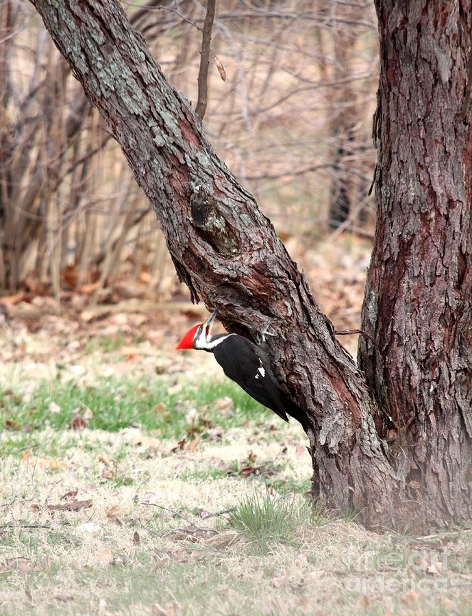 Pileated Woodpecker #3 Photograph by Jack R Brock