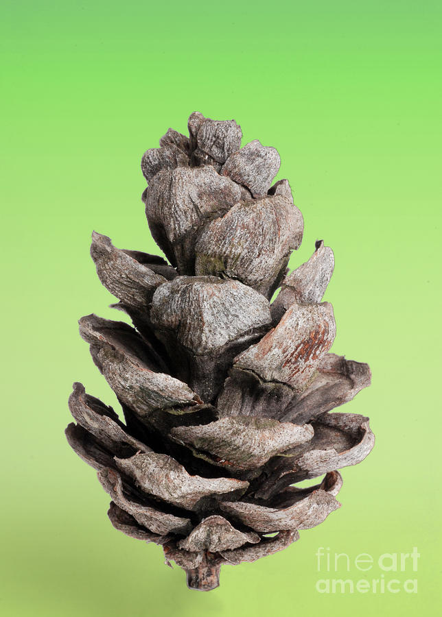 Pine Cone #3 Photograph by Photo Researchers, Inc.