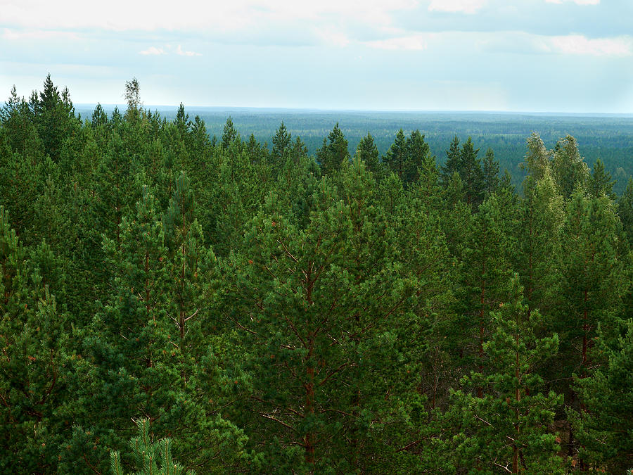Pine Forest Photograph