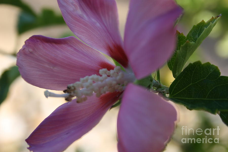 Flowers Still Life Photograph - Pink Hibiscus #3 by Berta Barocio-Sullivan