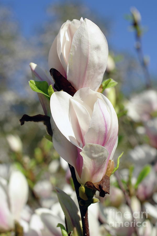 Pink Magnolia #2 Photograph by Dariusz Gudowicz