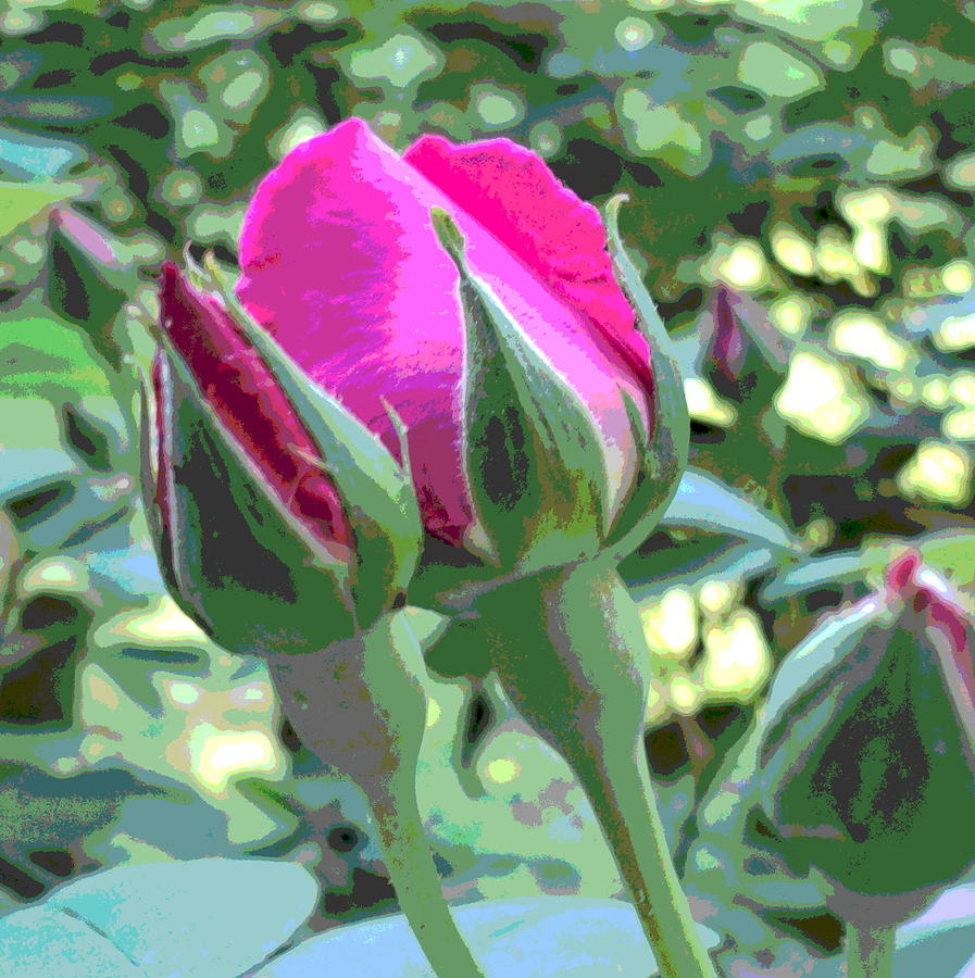 3 Pink Rose Buds Macro-View Photograph by Padre Art