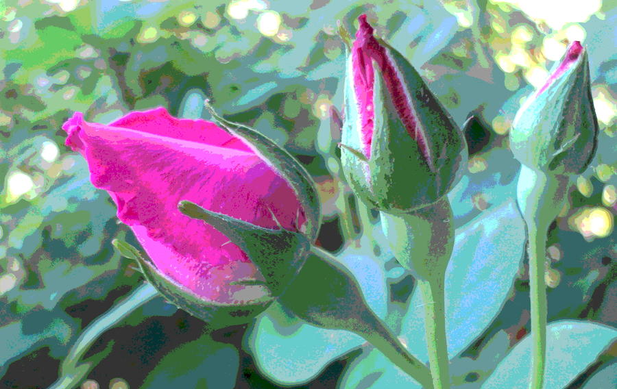Nature Photograph - 3 Pink Rose Buds Opening by Padre Art