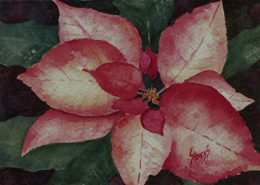 Poinsettia #3 Painting by Sam Sidders